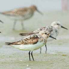 Bécasseau sanderling