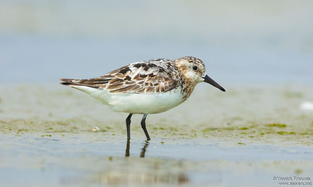Bécasseau sanderling, identification, composition