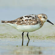 Bécasseau sanderling