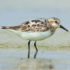 Bécasseau sanderling