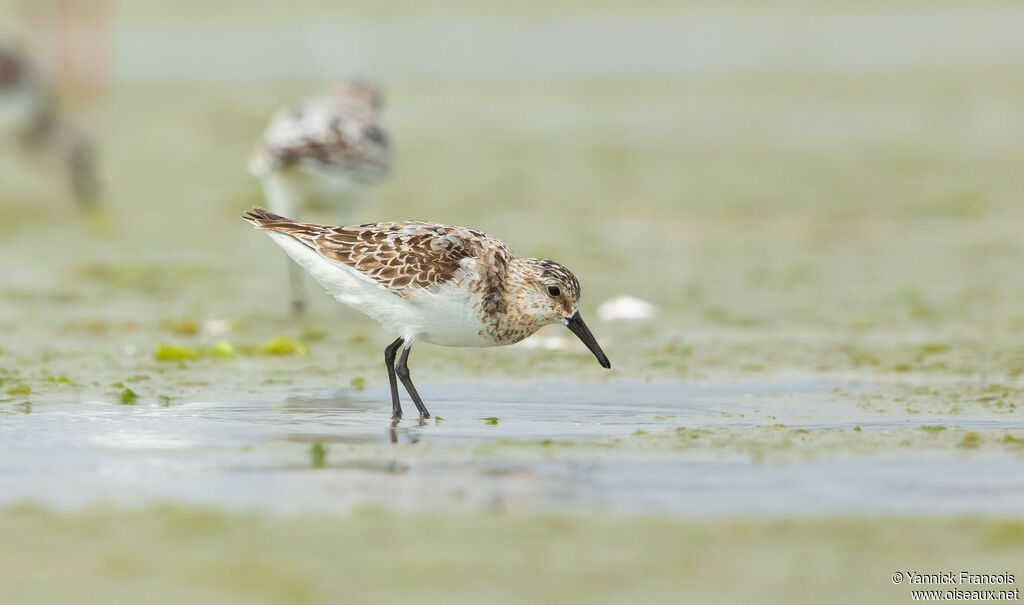 Bécasseau sanderling, identification, composition