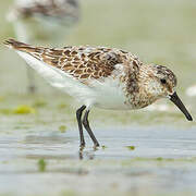 Bécasseau sanderling