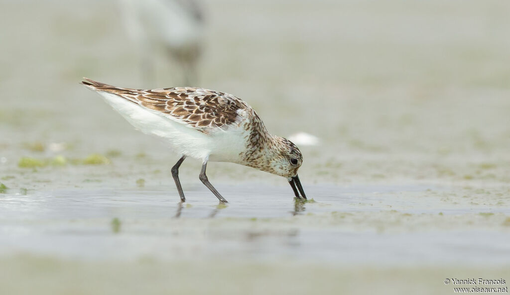 Bécasseau sanderling, identification, composition, mange
