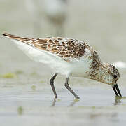 Bécasseau sanderling