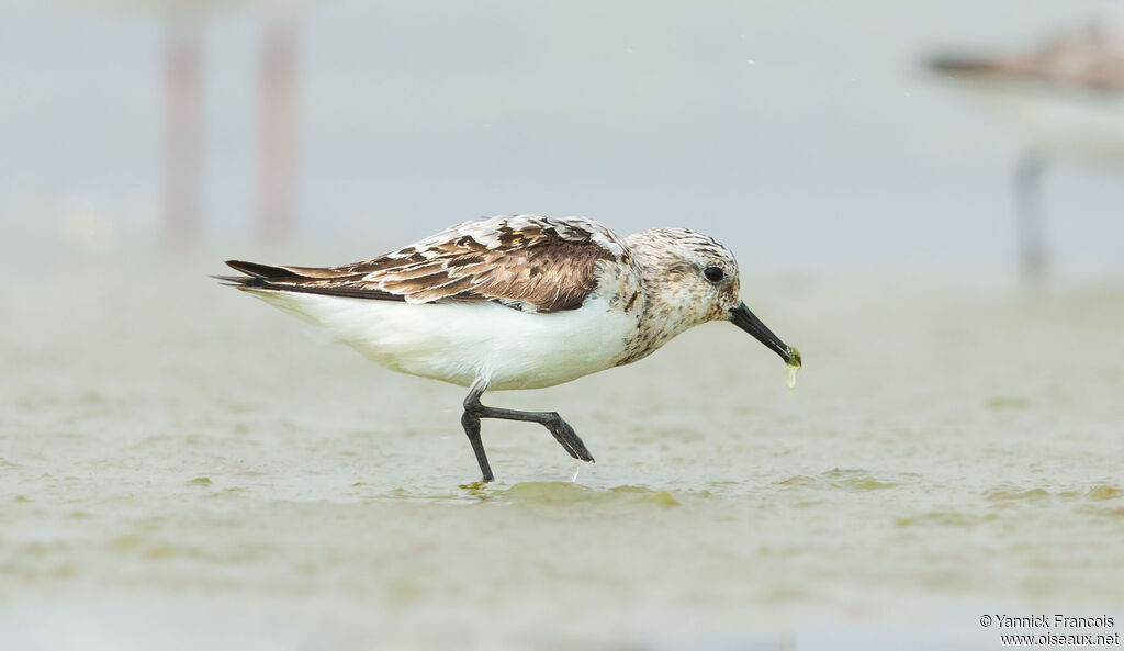 Bécasseau sanderling, identification, composition, mange