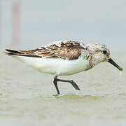 Bécasseau sanderling