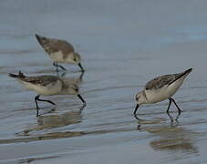 Bécasseau sanderling