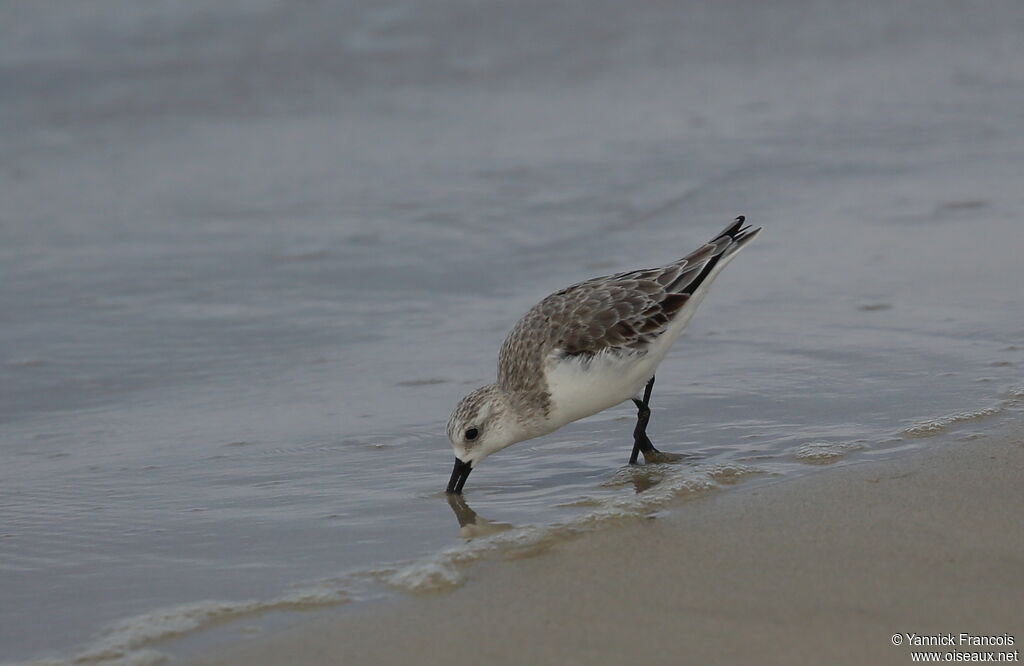 Sanderlingadult post breeding, habitat, aspect, fishing/hunting