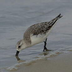 Bécasseau sanderling