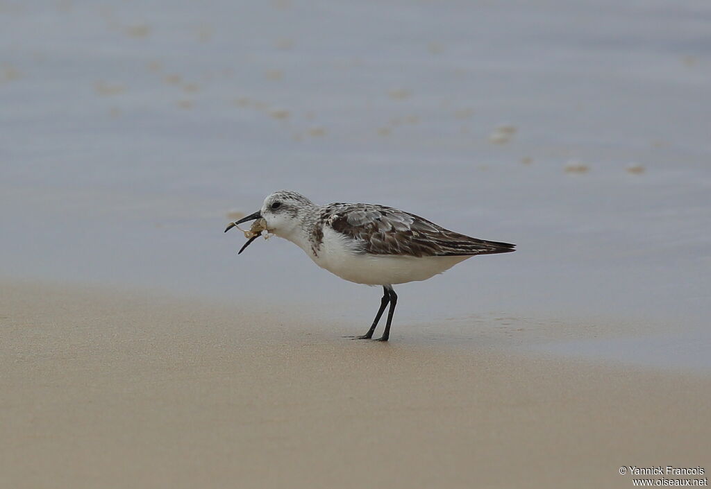 Sanderlingadult post breeding, habitat, aspect, eats