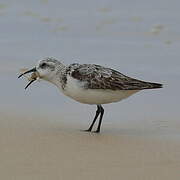 Sanderling