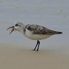 Bécasseau sanderling