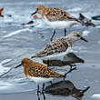 Bécasseau sanderling