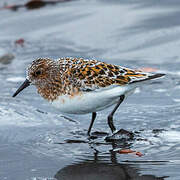 Sanderling
