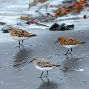 Sanderling