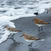 Sanderling