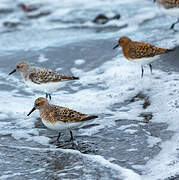 Sanderling