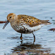 Dunlin