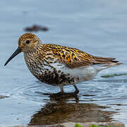 Dunlin