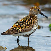 Dunlin