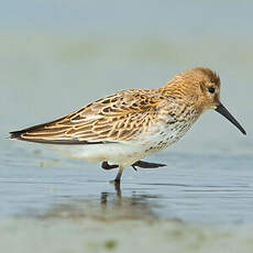Bécasseau variable