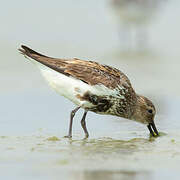Bécasseau variable
