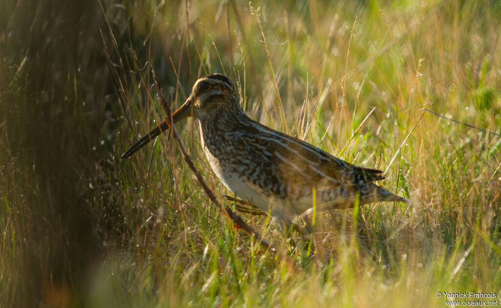 Common Snipeadult, identification, aspect