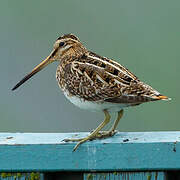 Common Snipe