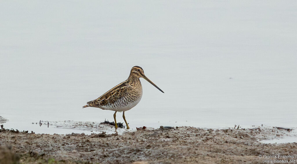 Bécassine des maraisadulte, habitat, composition