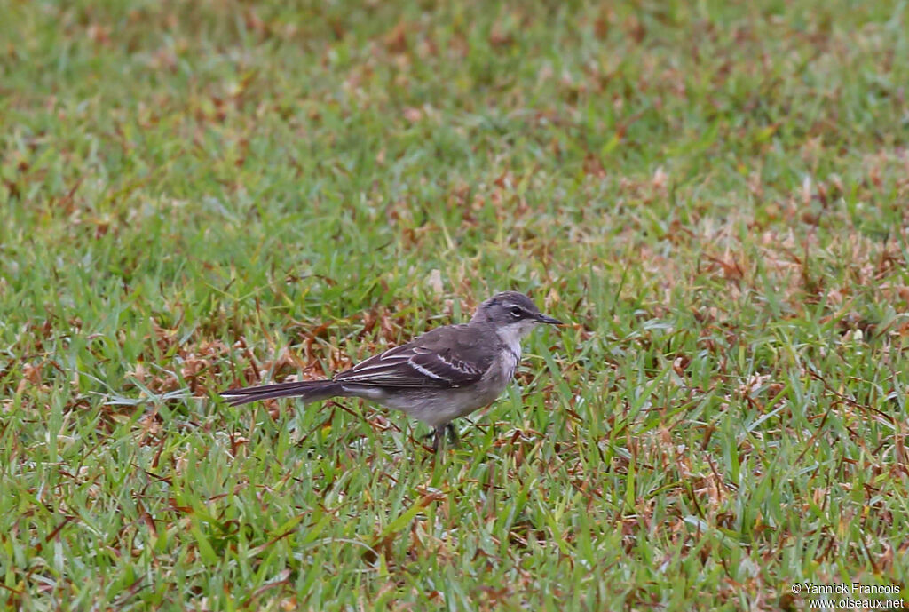 Cape Wagtailadult, identification, aspect