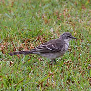 Cape Wagtail