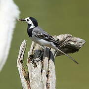 White Wagtail