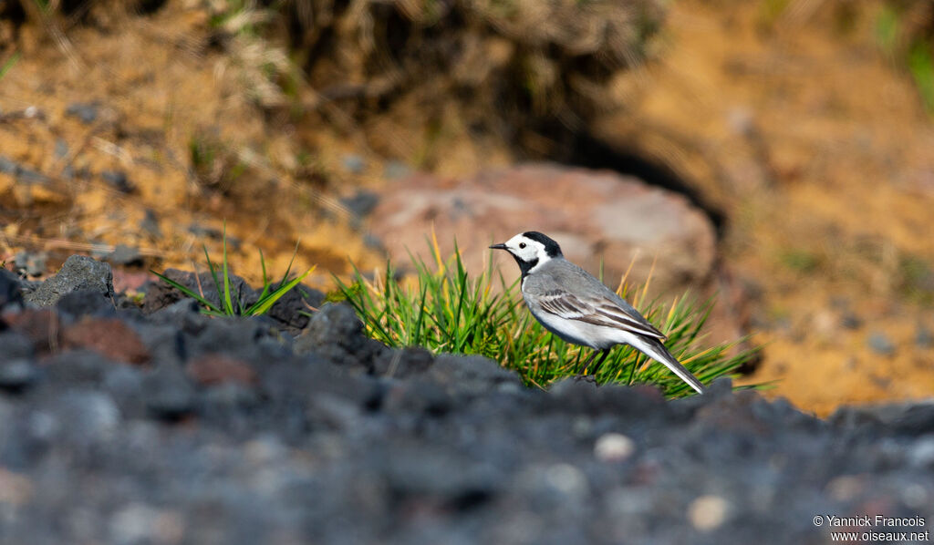Bergeronnette griseadulte, habitat, composition