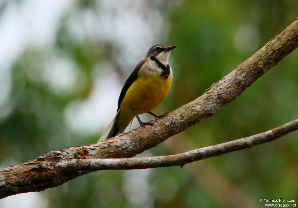 Madagascar Wagtailadult, identification, aspect