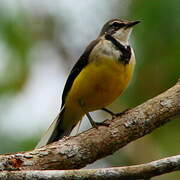 Madagascar Wagtail