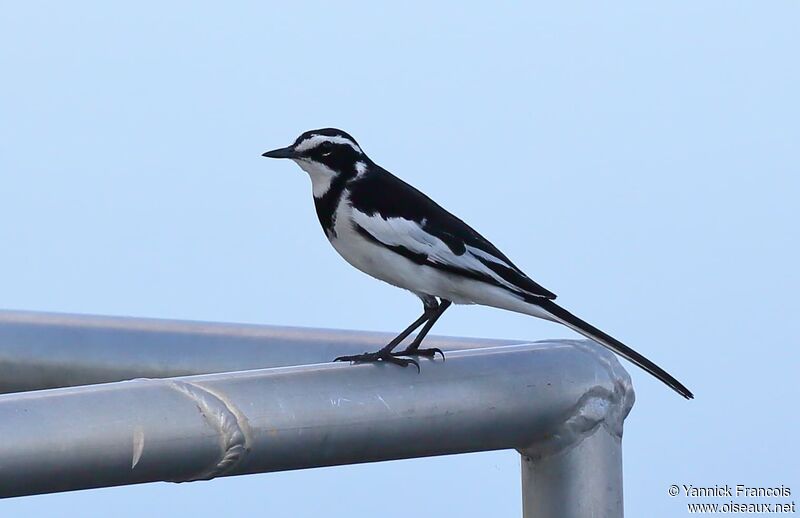 African Pied Wagtailadult, identification, aspect