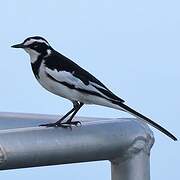 African Pied Wagtail