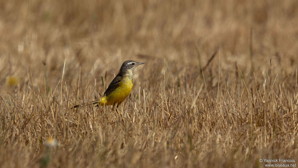 Western Yellow Wagtail female adult breeding, habitat