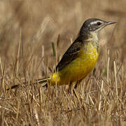 Western Yellow Wagtail