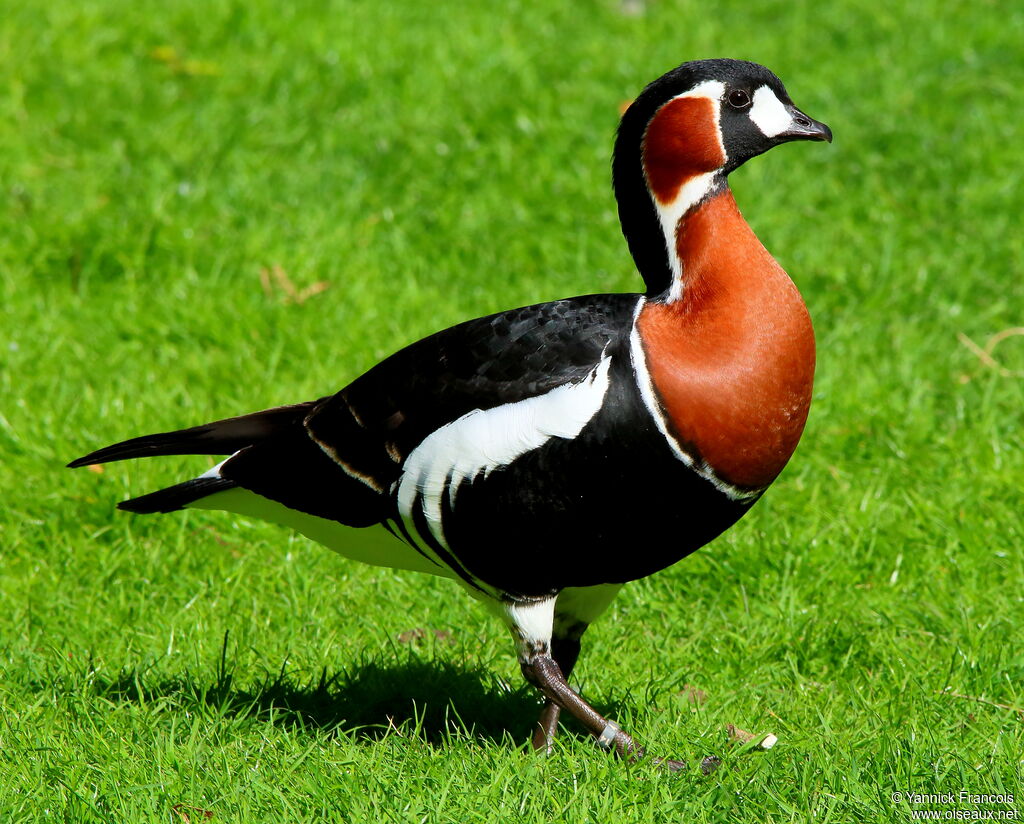 Red-breasted Gooseadult, identification, aspect