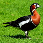 Red-breasted Goose