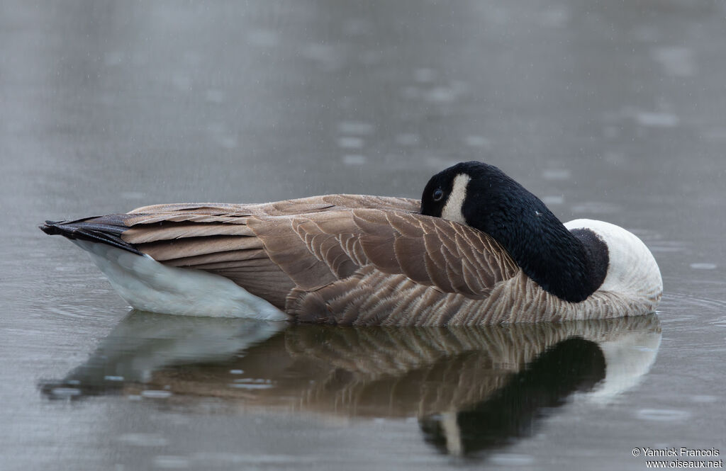 Bernache du Canadaadulte, identification, composition
