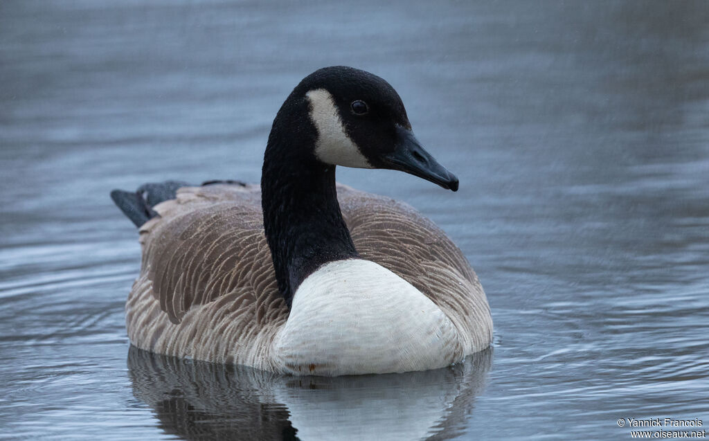 Bernache du Canada, identification, composition