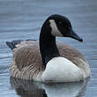 Bernache du Canada