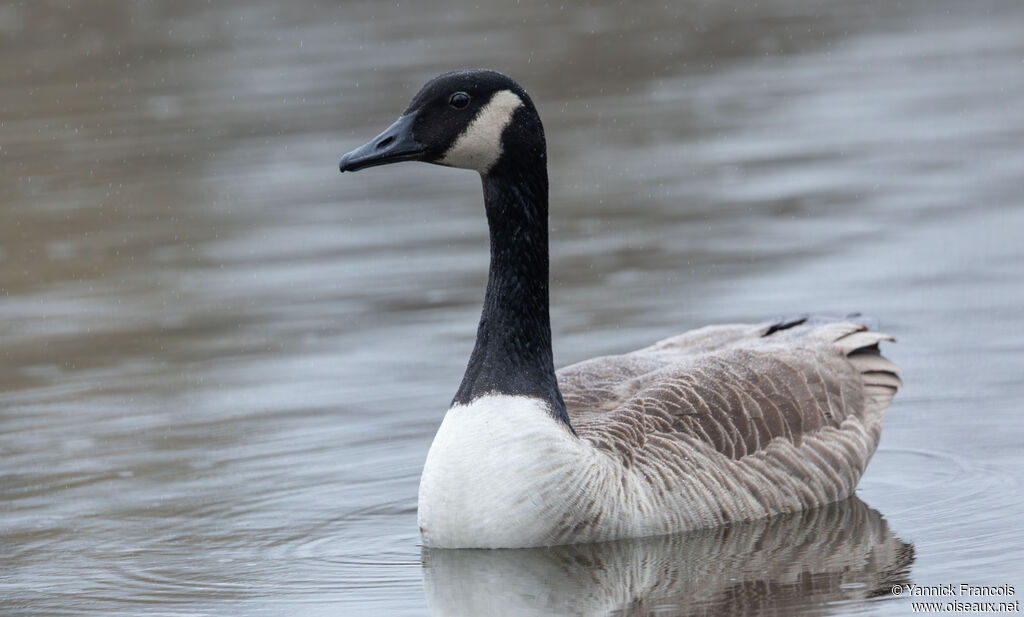 Bernache du Canadaadulte, identification, composition