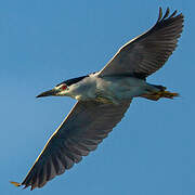 Black-crowned Night Heron