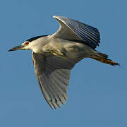 Black-crowned Night Heron
