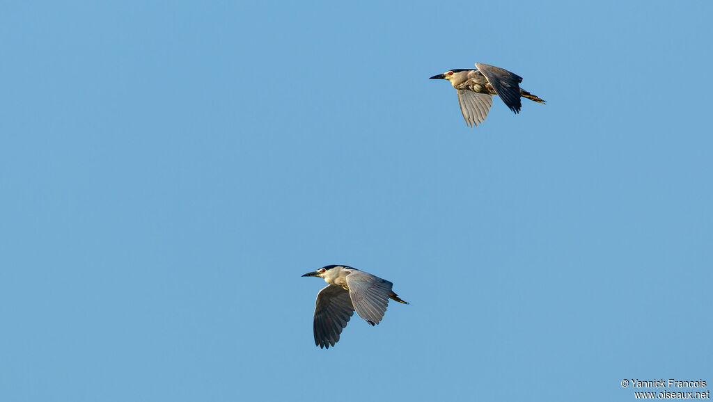 Black-crowned Night Heronadult, aspect, Flight