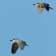 Black-crowned Night Heron