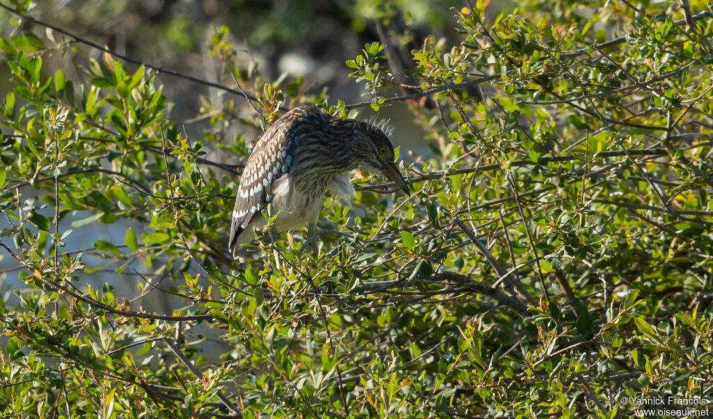 Black-crowned Night Heronimmature, habitat, aspect
